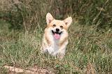 CORGI PEMBROKE 275